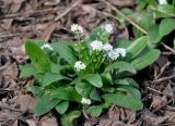 genus Myosotis. Цветущее растение. Москва, ботанический сад МГУ \"Аптекарский огород\", в культуре. 23.04.2016.