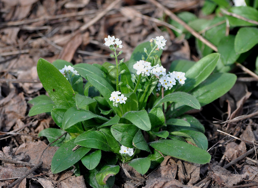 Изображение особи род Myosotis.