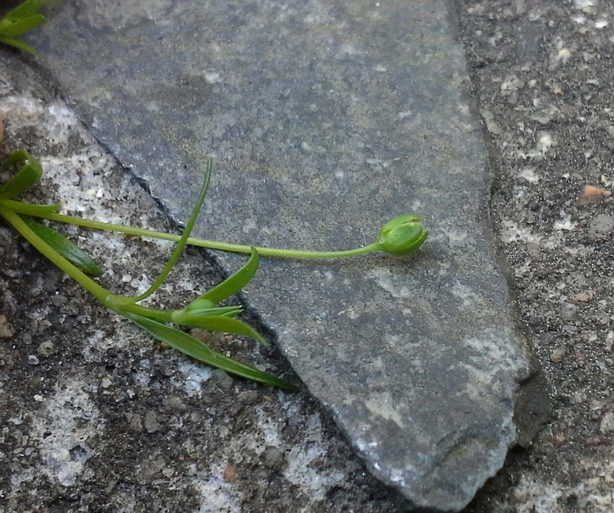 Image of Sagina procumbens specimen.