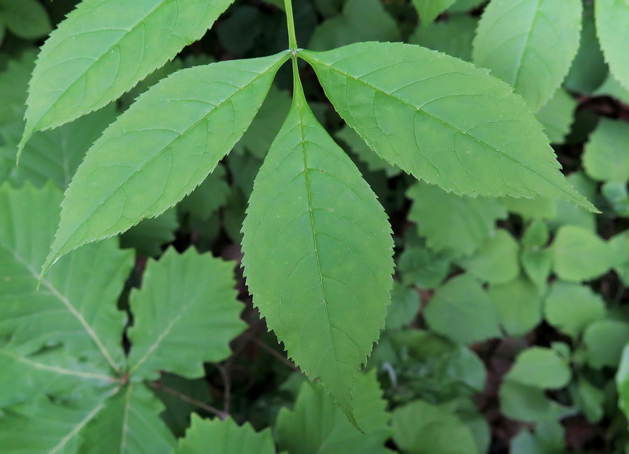 Изображение особи Fraxinus mandshurica.