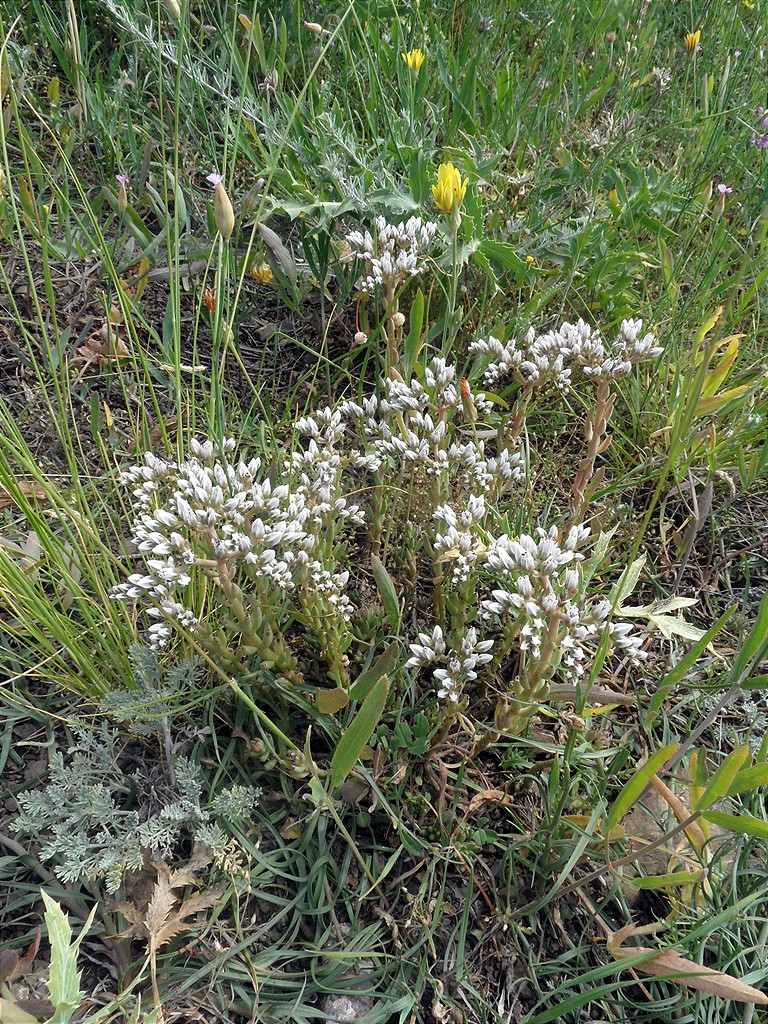 Изображение особи Sedum subulatum.