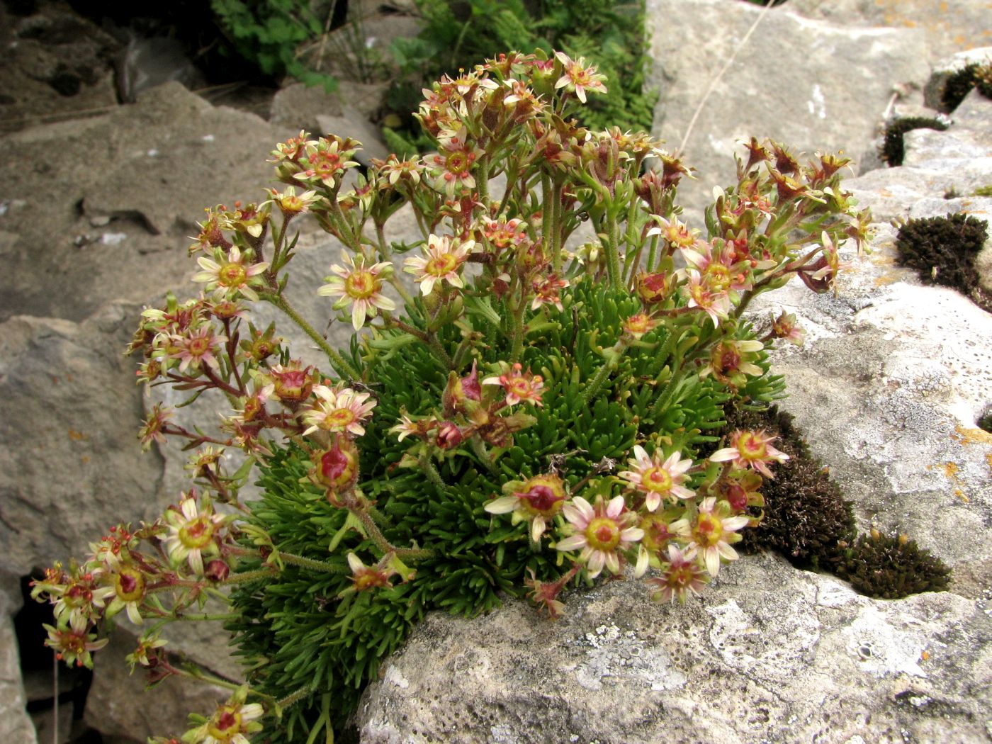 Изображение особи Saxifraga adenophora.