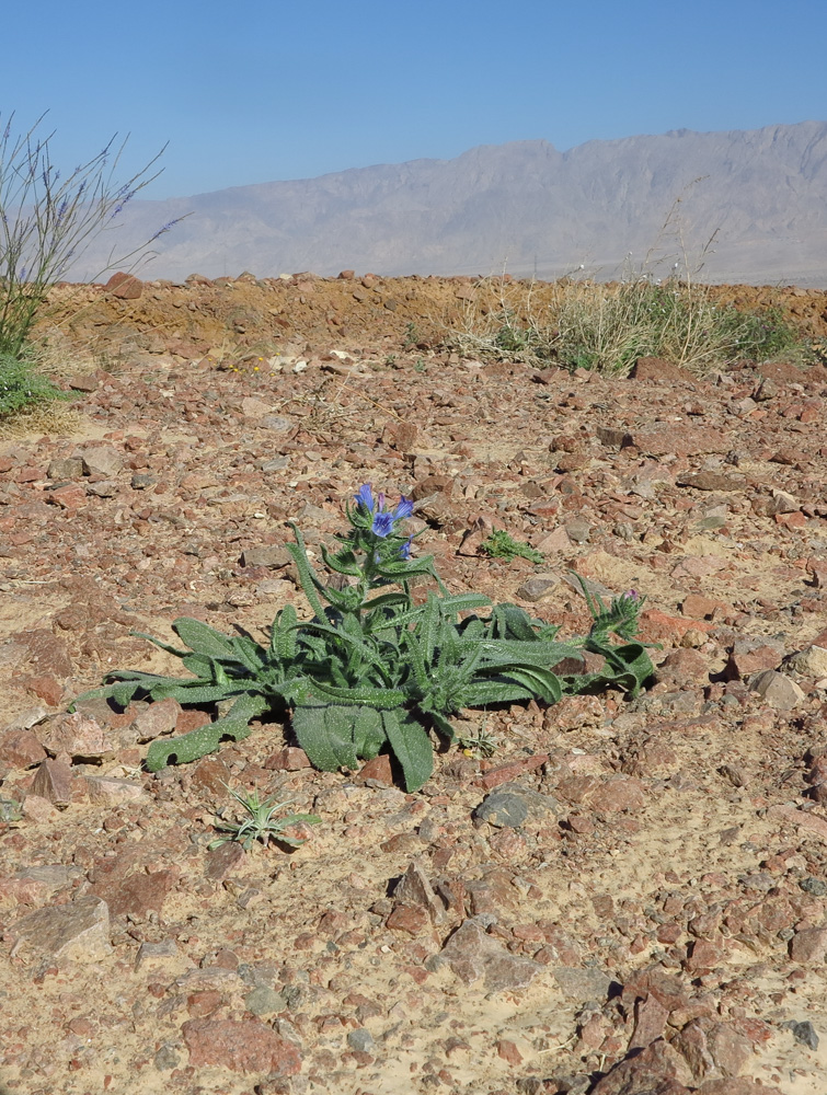 Image of Echium rauwolfii specimen.