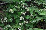 Rubus nessensis