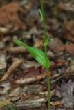 Platanthera maximowicziana. Часть побега. Приморский край, Находкинский городской округ, окр. пос. Авангард, в дубовом лесу. 05.07.2016.