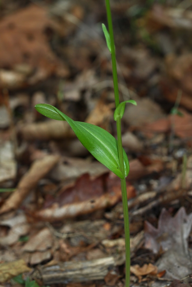 Изображение особи Platanthera maximowicziana.