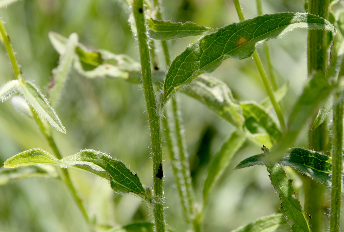 Image of Campanula rapunculoides specimen.