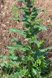 Verbascum blattaria