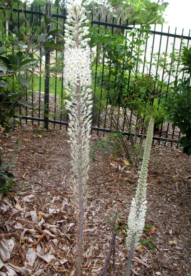 Image of Drimia maritima specimen.