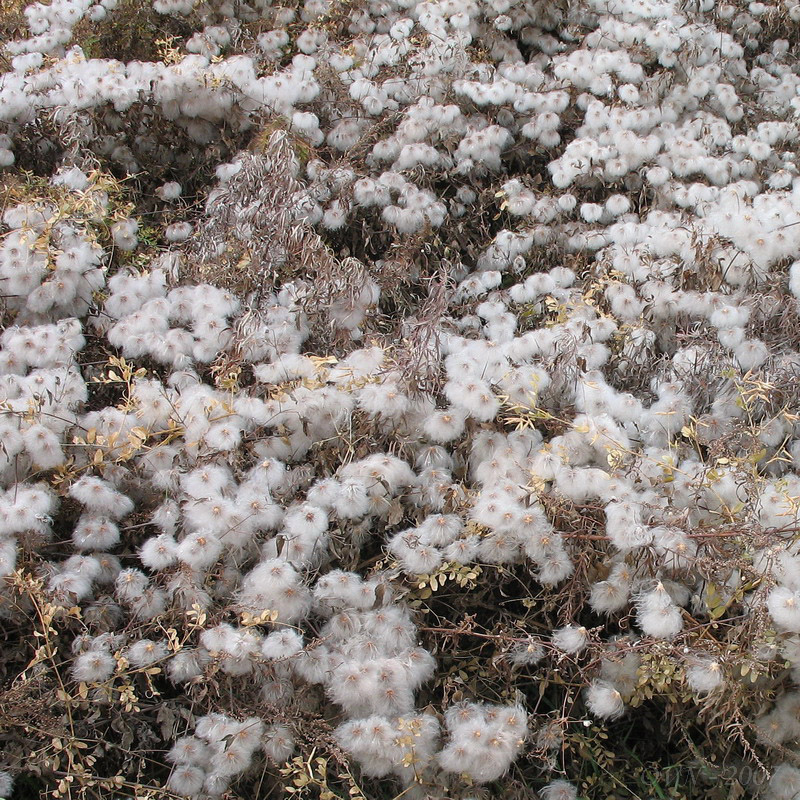 Image of genus Clematis specimen.