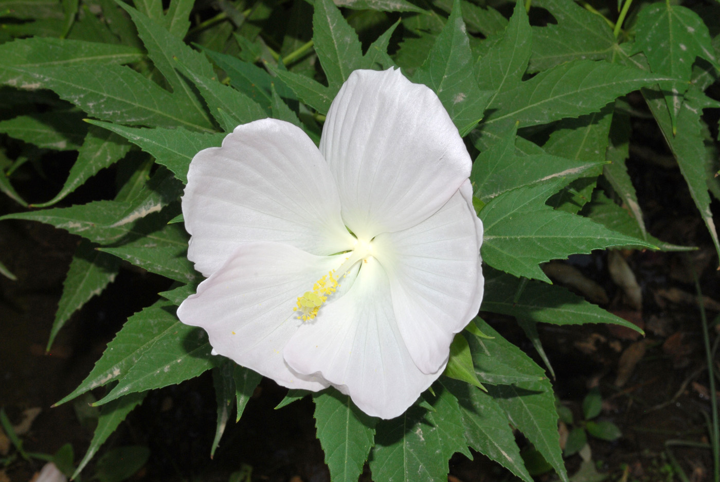 Image of Hibiscus &times; hybridus specimen.