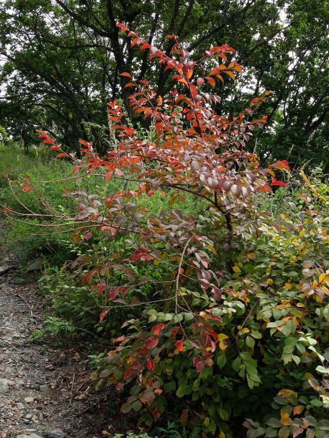 Image of Ulmus japonica specimen.