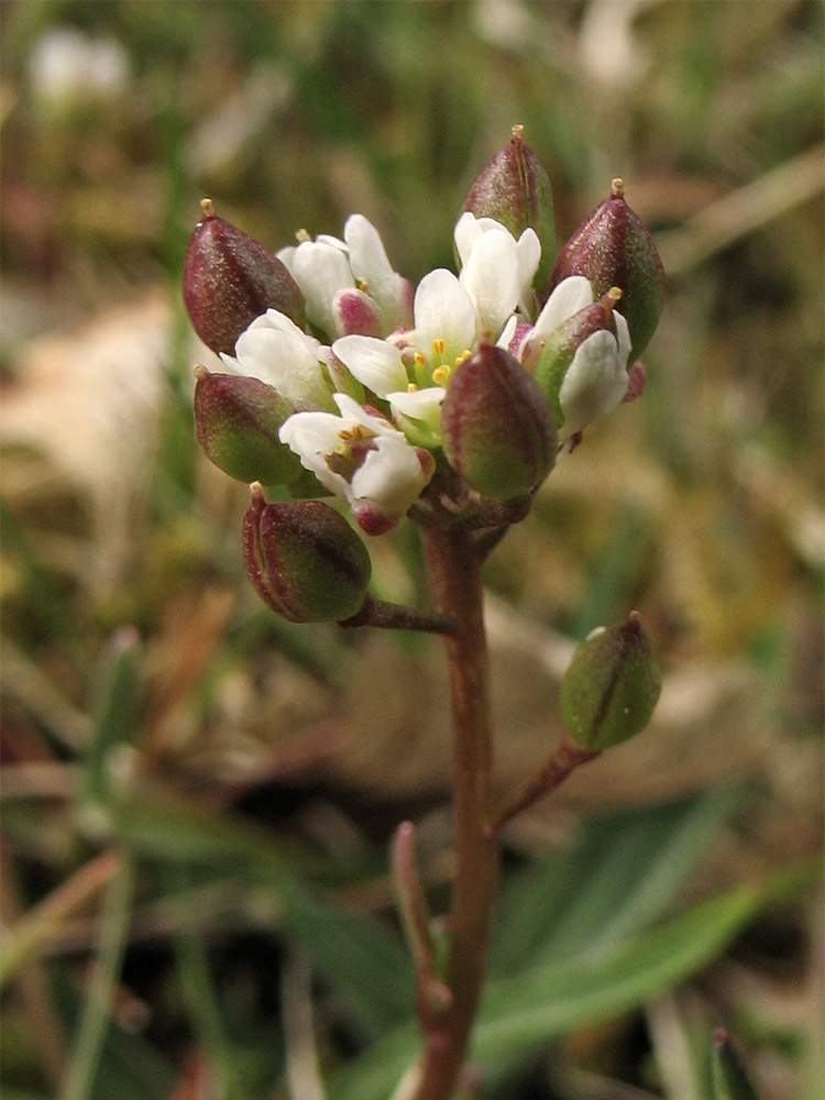 Image of Cochlearia danica specimen.