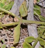 Aptenia &times; vascosilvae