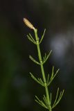 Equisetum fluviatile. Верхушка веточки со стробилом. Приморский край, Партизанский р-н, окр. с. Новая Сила, берег старицы. 04.06.2016.