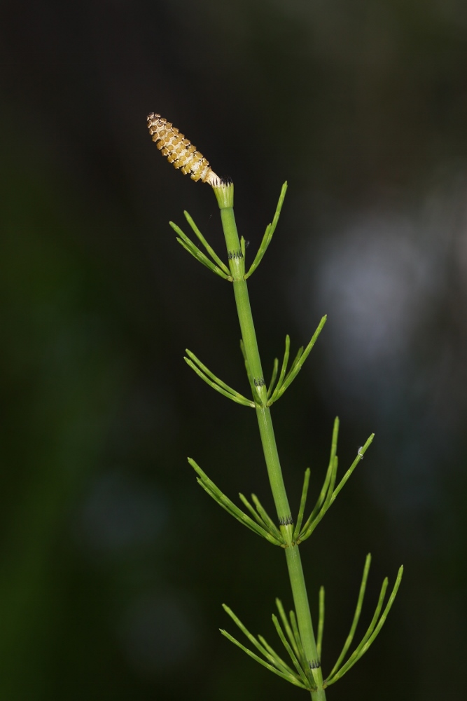 Изображение особи Equisetum fluviatile.