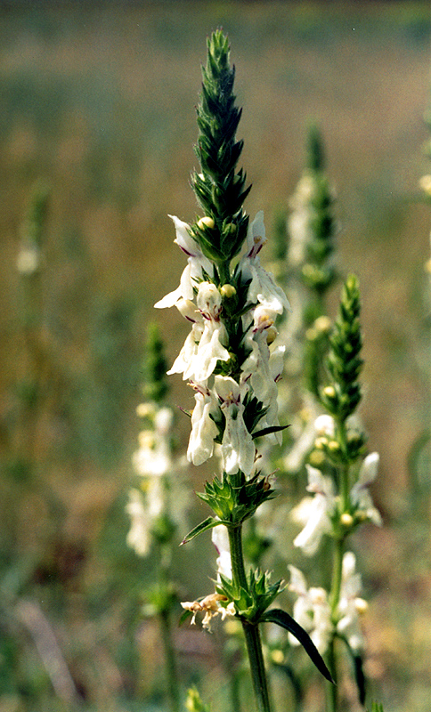 Изображение особи Stachys krynkensis.