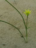 genus Gagea. Цветущее растение. Казахстан, пески близ г. Аральск, 25.04.2006.