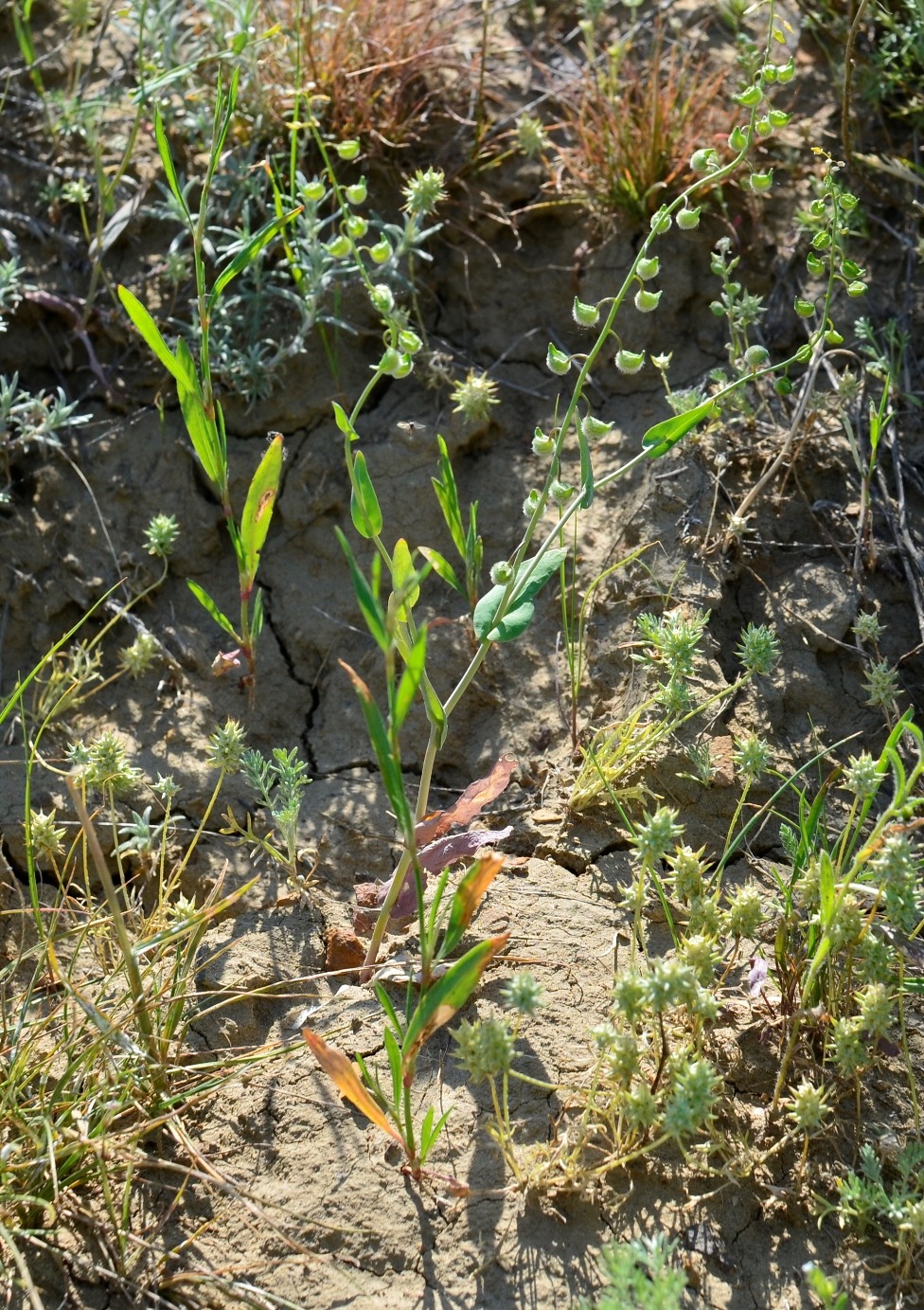 Изображение особи Tauscheria lasiocarpa.