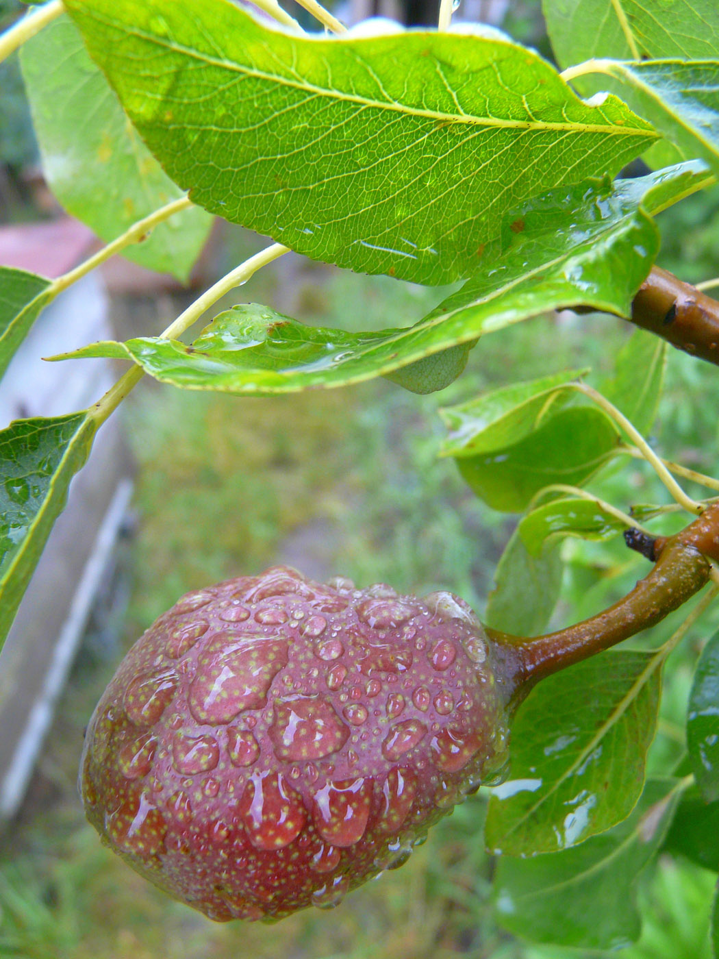 Image of Pyrus communis specimen.