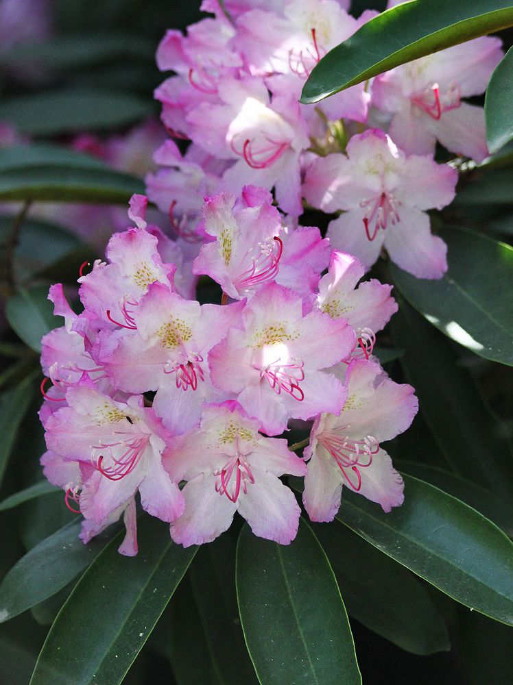 Image of Rhododendron catawbiense specimen.