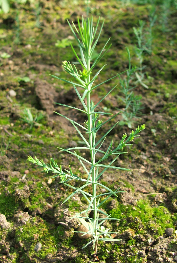 Изображение особи Platycladus orientalis.