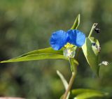 Commelina communis