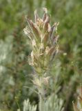 Oxytropis pilosa. Соплодие с незрелыми плодами. Украина, Запорожский р-н, Дурная балка, разнотравная степь. 18.06.2016.