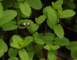 Scutellaria strigillosa