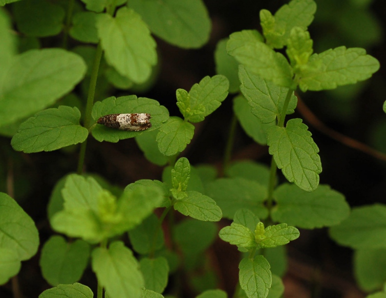 Изображение особи Scutellaria strigillosa.