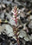 Orobanche hederae. Соцветия. Крым, Бахчисарайский р-н, окр. пещерного г. Эски-Кермен, дубовый лес. 07.06.2016.