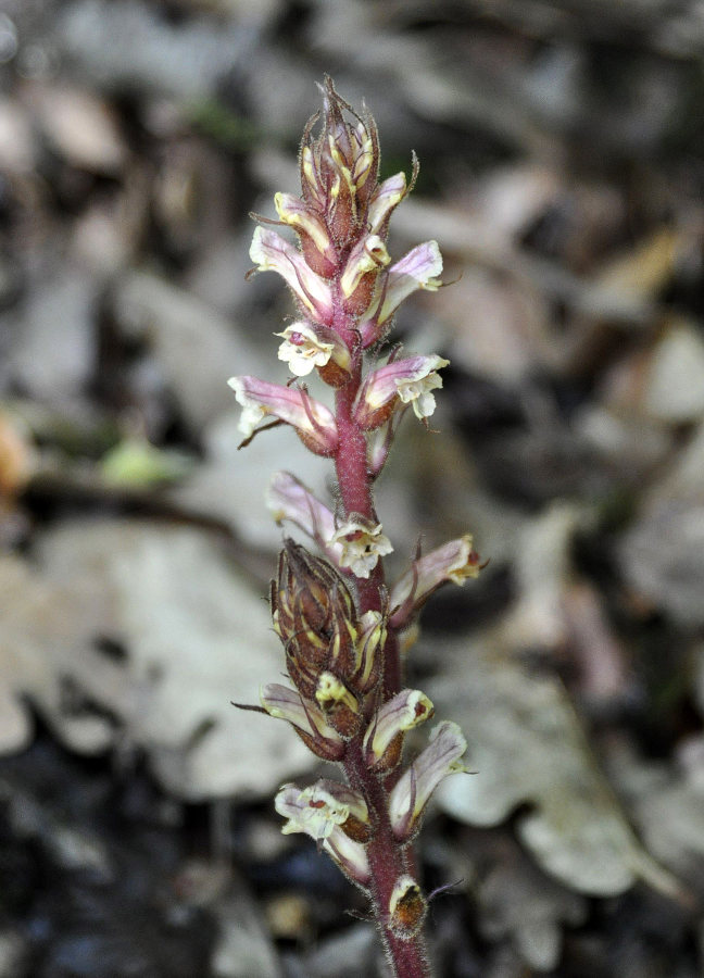 Изображение особи Orobanche hederae.