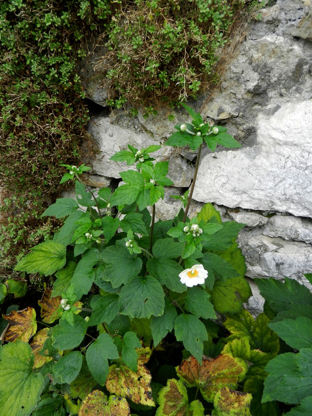 Изображение особи Anemone hupehensis.