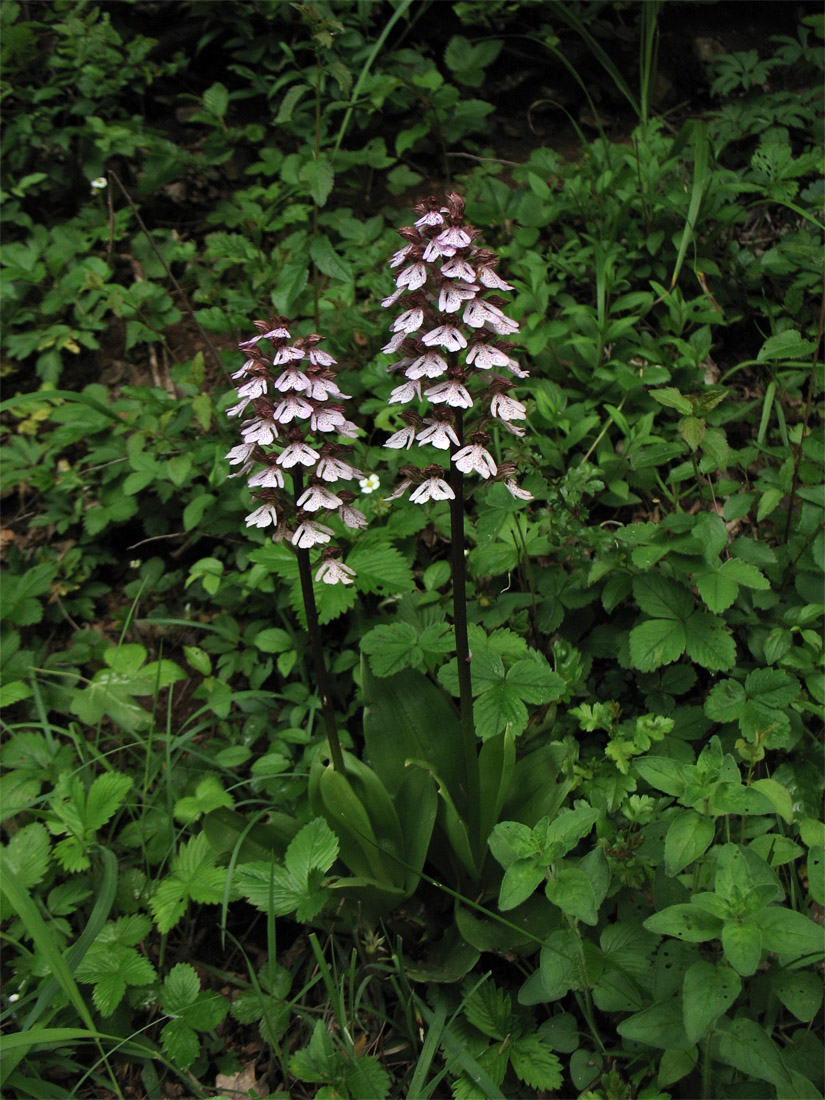 Image of Orchis purpurea specimen.