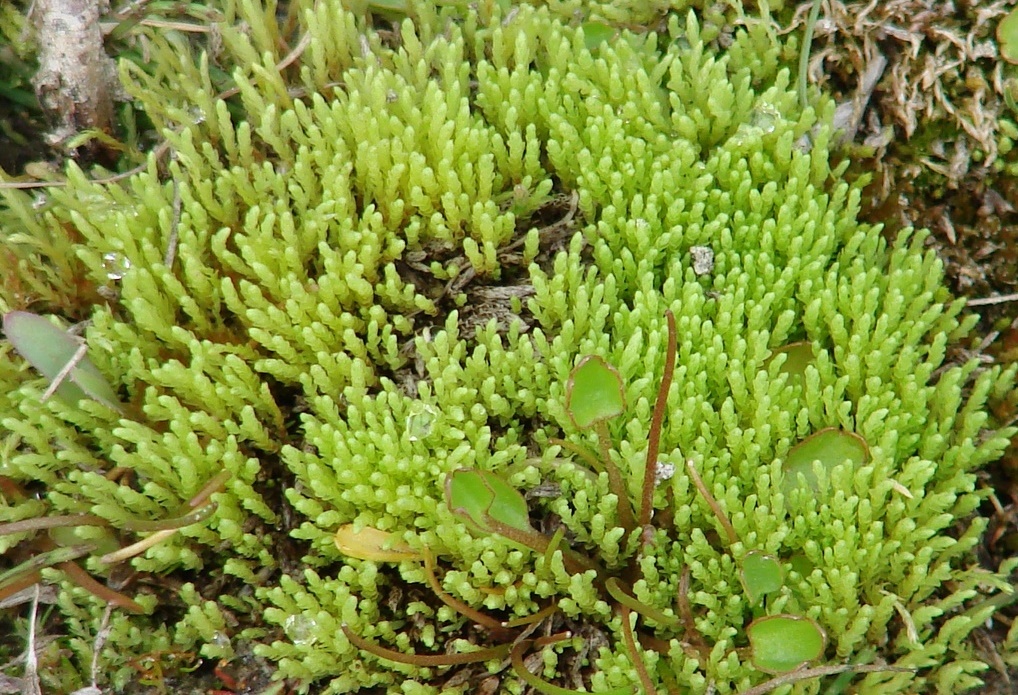 Image of class Bryopsida specimen.