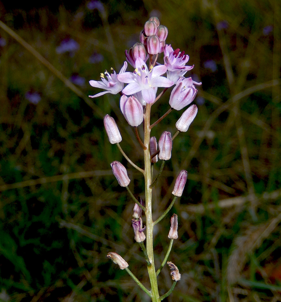 Image of Prospero autumnale specimen.