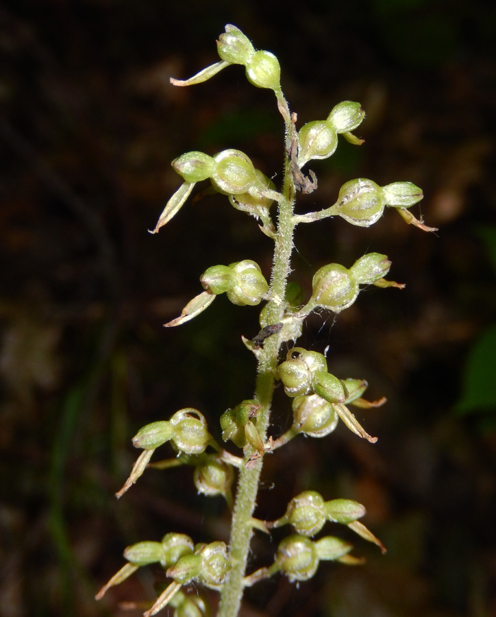 Image of Listera ovata specimen.