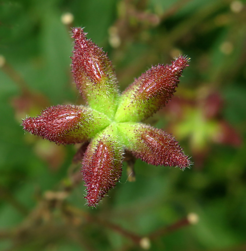 Изображение особи Dictamnus dasycarpus.