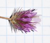 Trifolium prophetarum