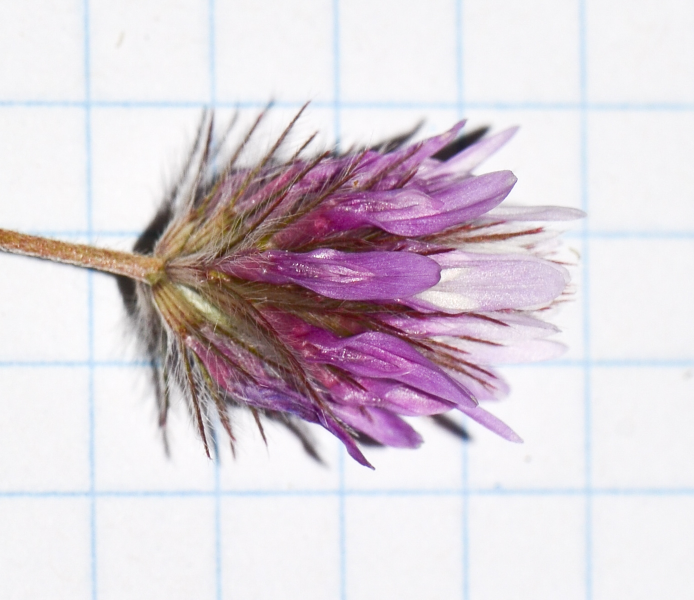 Image of Trifolium prophetarum specimen.