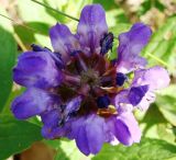 Prunella grandiflora. Соцветие (вид сверху). Ульяновская обл., Карсунский р-н, окр. с. Теньковка, гряда мергелисто-меловых склонов к р. Урень и её правому притоку к северу и востоку от села. 7 июля 2015 г.