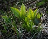 Cirsium oleraceum