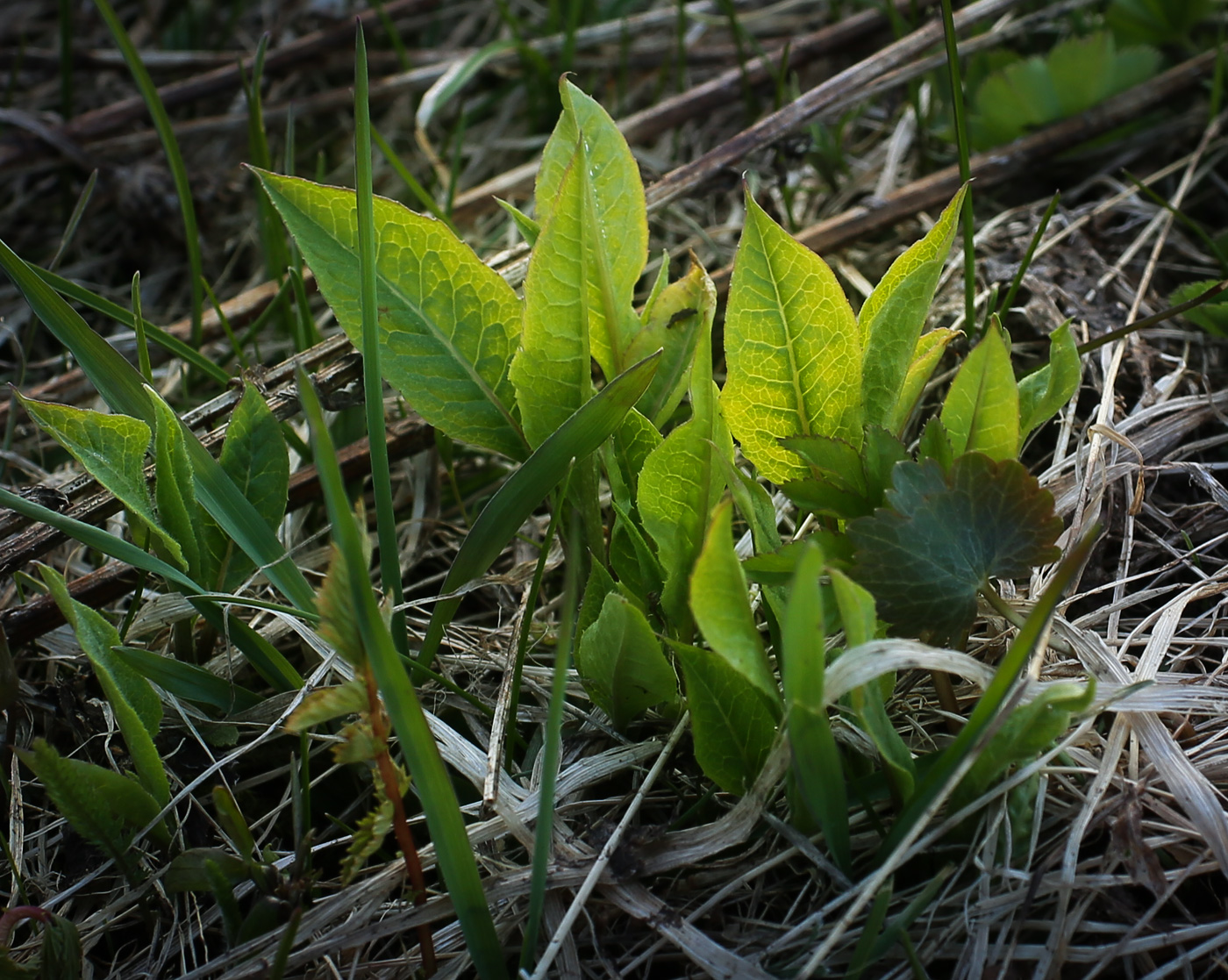 Изображение особи Cirsium oleraceum.