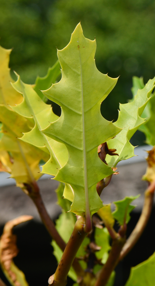 Image of Acanthus ilicifolius specimen.