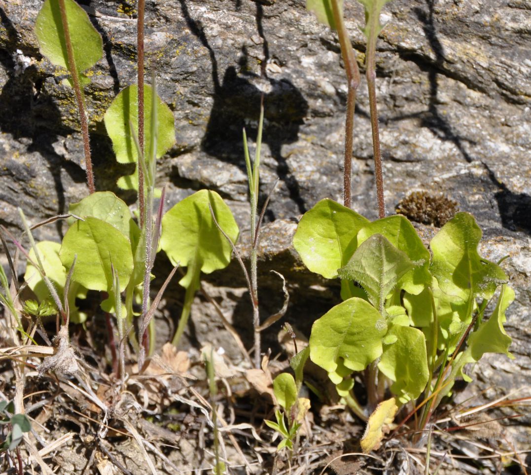 Image of Rhagadiolus stellatus specimen.