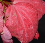 Mussaenda philippica. Прицветный лист. Таиланд, о-в Пхукет, ботанический сад. 16.01.2017.