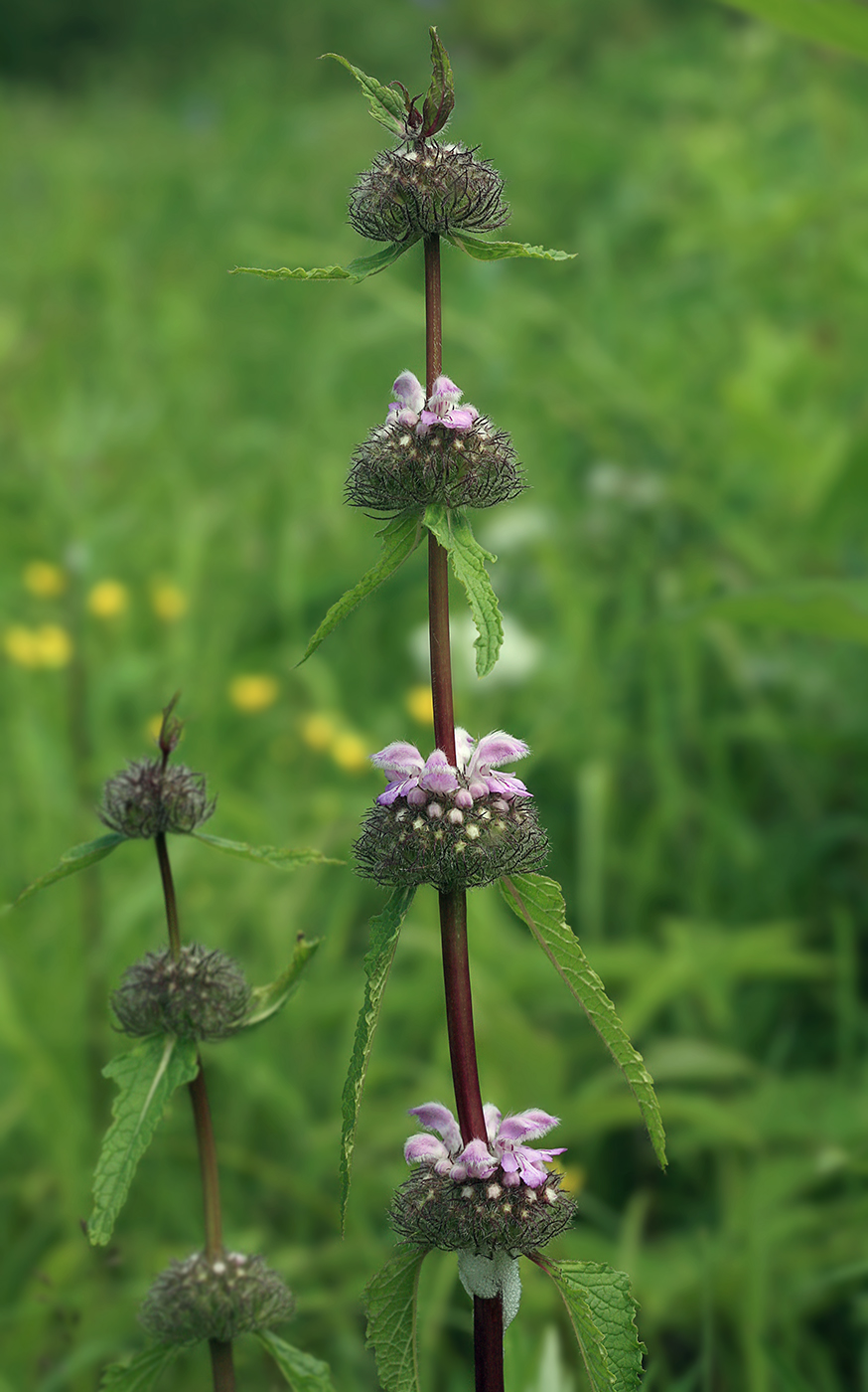 Image of Phlomoides tuberosa specimen.