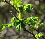 Rosa rugosa