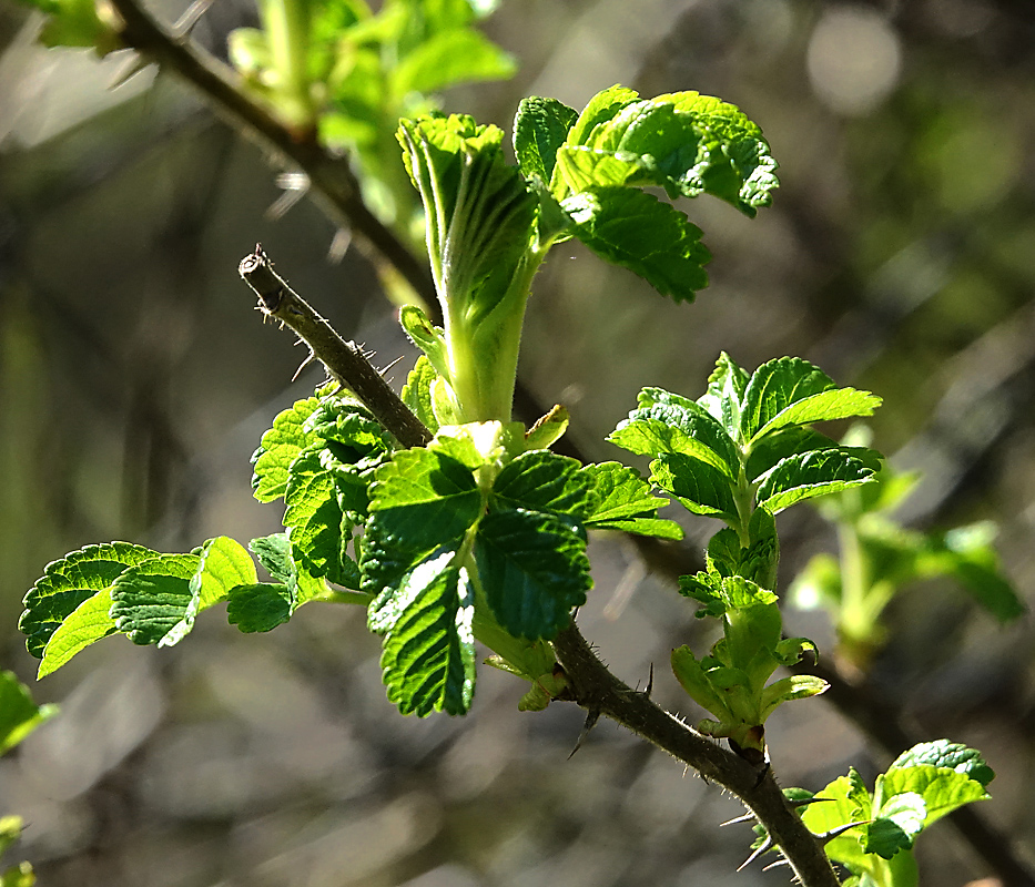 Image of Rosa rugosa specimen.