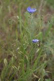 Linum austriacum. Верхушка цветущего растения. Ростовская обл., г. Волгодонск. на краю леса, на выпасе. 25.05.2017.